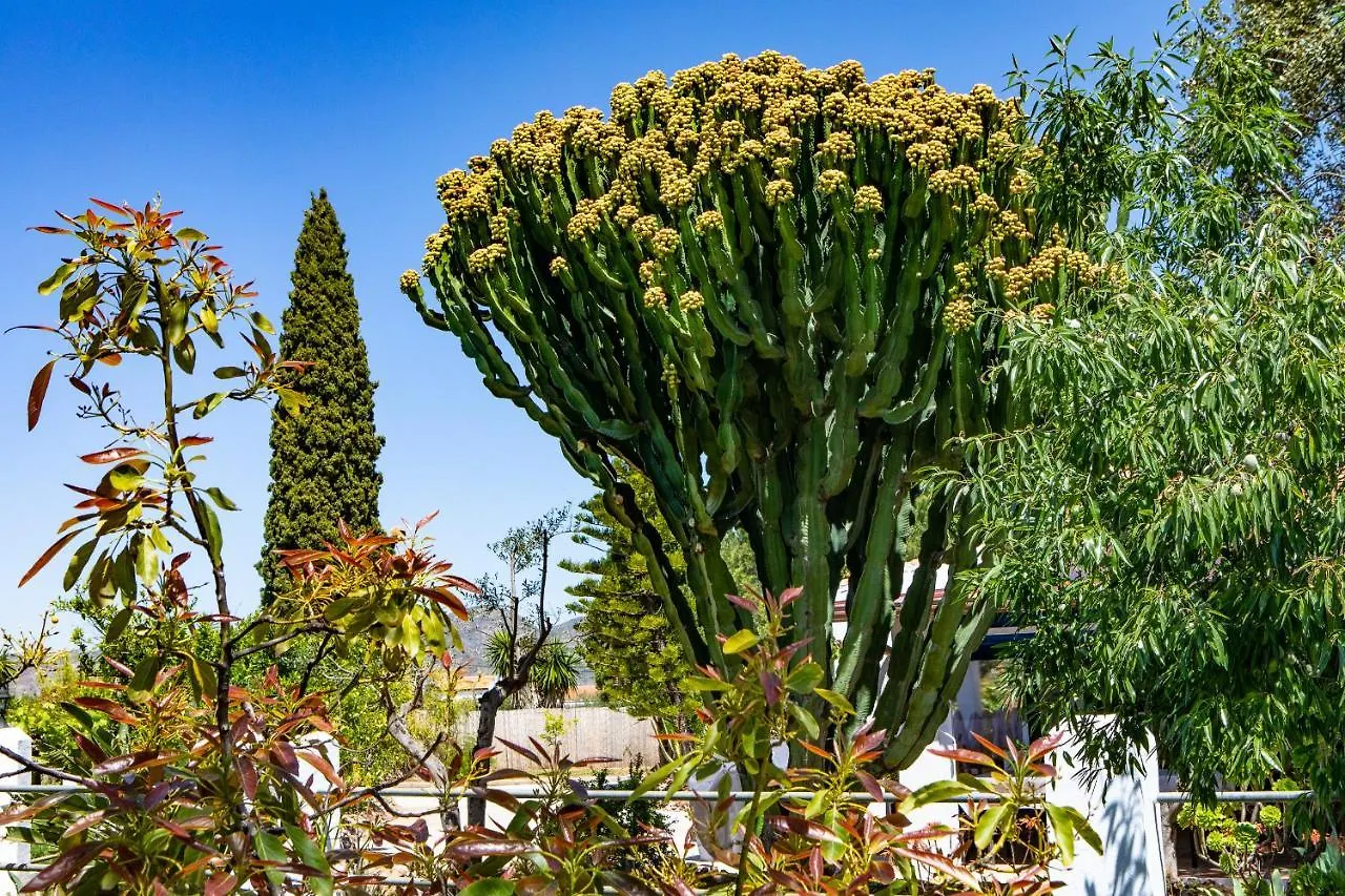 The Palms Boutique Resort Malaga - Adults Only 阿尔豪林德拉托里 西班牙